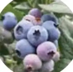 Dehner Dehner Bio Heidelbeere Bluecrop Angebot