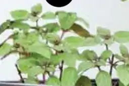 Dehner Dehner Gourmet Garten Strauchbasilikum Magic Blue Angebot