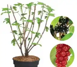 Dehner Dehner Bio Johannisbeeren Angebot