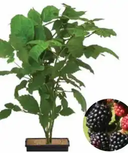 Dehner Dehner Bio Brombeeren Angebot