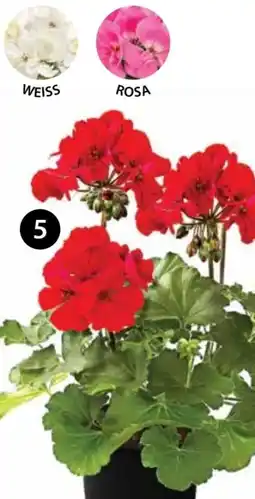 Dehner Dehner Stehende Geranie Angebot