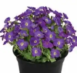 Dehner Dehner Blaukissen Angebot