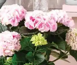 Dehner Dehner Hortensie Diamond Angebot