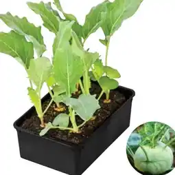 Dehner Dehner Bio Kohlrabi Angebot