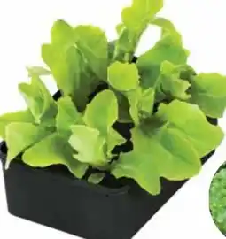 Dehner Dehner Bio Pflücksalat Angebot