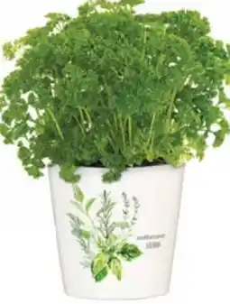 Dehner Bioland Petersilie Mooskrause Angebot