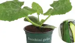 Dehner Dehner Bio Zucchini Angebot