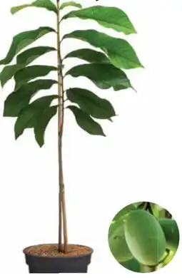 Dehner Dehner Bio Indianerbanane Sunflower Angebot