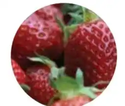 Dehner Dehner Bio Erdbeeren Angebot