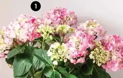 Dehner Dehner Hortensie Campino Pink Angebot