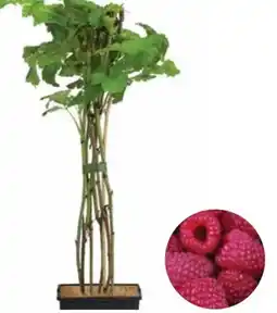 Dehner Dehner Bio Himbeere Aroma Queen Angebot