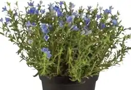 Dehner Dehner Steinsame Angebot