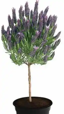Dehner Dehner Schopf-Lavendel Angebot