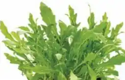 Dehner Bioland Rucola Angebot