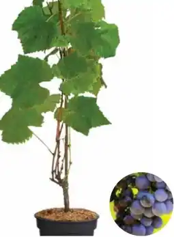 Dehner Dehner Bio Weinrebe Vanessa Angebot