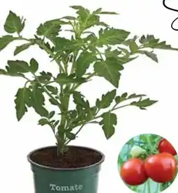 Dehner Bioland Tomate Angebot