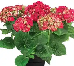 Dehner Dehner Hortensie Hydrangea Angebot