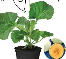 Dehner Dehner Bio Zuckermelone Angebot