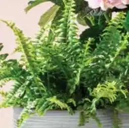 Dehner Dehner Marken Qualität Schwertfarn Sonata Angebot