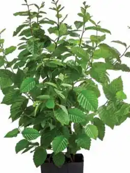 Dehner Dehner Hainbuche Angebot