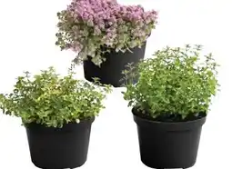 Dehner Thymian-Thymus Angebot