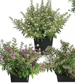 Dehner Dehner Köcherblümchen Angebot