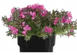 Dehner Dehner Polster-Phlox Angebot
