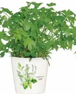 Dehner Bioland Liebstöckel Angebot