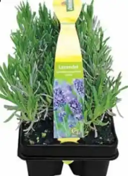 Dehner Dehner Duftlavendel Angebot