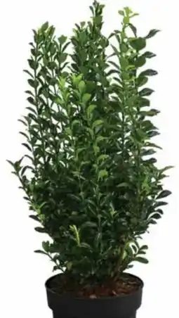 Dehner Dehner Japanischer Spindelstrauch Green Spire Angebot