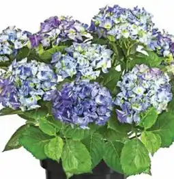 Dehner Dehner Bauern-Hortensie Angebot