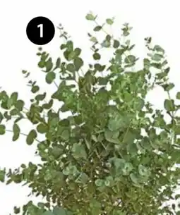 Dehner Dehner Eukalyptus Angebot