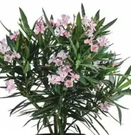 Dehner Dehner Oleander Angebot