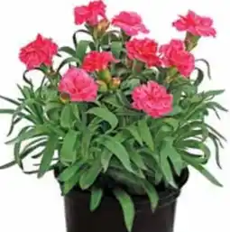 Dehner Gartennelke Angebot