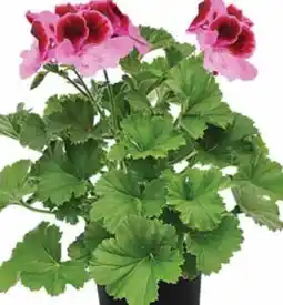 Dehner Dehner Marken Qualität Edelgeranie Angebot