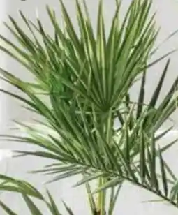 Dehner Dehner Marken Qualität Zwergpalme Angebot