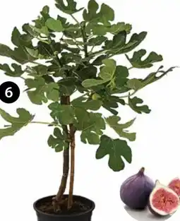 Dehner Dehner Echte Feige Angebot