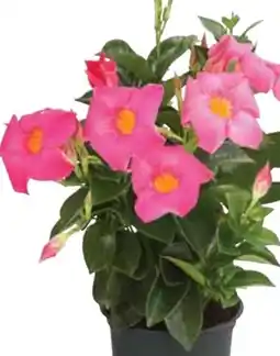 Dehner Dehner Dipladenie Angebot