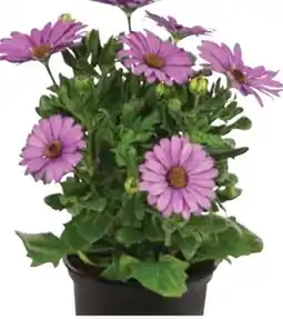 Dehner Dehner Kapkörbchen Angebot