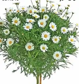 Dehner Dehner Margerite Angebot