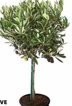 Dehner Dehner Oliven-Stämmchen Angebot