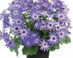 Dehner Dehner Aschenblume Angebot