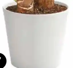 Dehner Dehner Keramik-Übertopf Basic Angebot