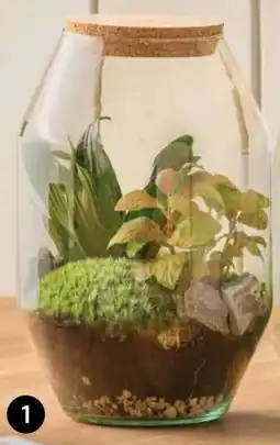 Dehner Dehner Flaschengarten Angebot