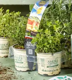 Interspar Kräuter-Tray Angebot