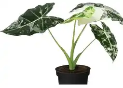 Dehner Pfeilblatt Frydek Variegata Angebot