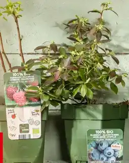 Interspar Tasty Green Beerensträucher Angebot