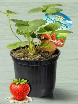 Interspar Spar Natur pur Bio-Erdbeerpflanzen Angebot