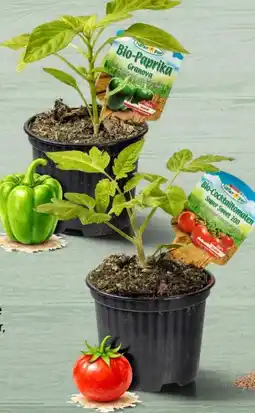 Interspar Spar Natur pur Bio-Paprika im Topf Angebot