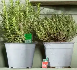 Interspar Gewürze Pflanze Angebot